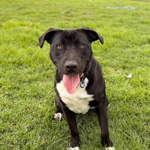 Bonnie - Staffordshire Bull Terrier Dog