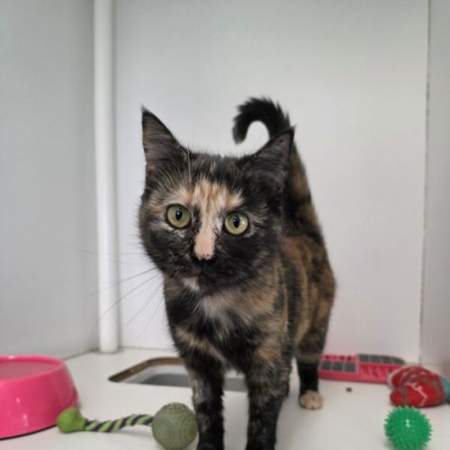 Blossom - Domestic Short Hair (DSH) Cat