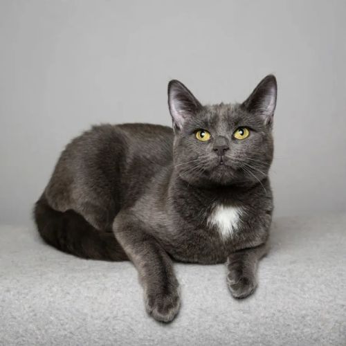 Bear - Domestic Short Hair (DSH) Cat
