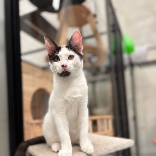 Scary Spice - Domestic Short Hair (DSH) Cat