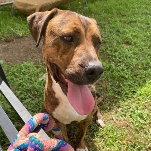 Bruce - Mastiff x Great Dane Dog