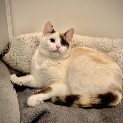 Momo - Domestic Short Hair Cat