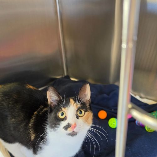 Porcupette - Domestic Short Hair (DSH) Cat