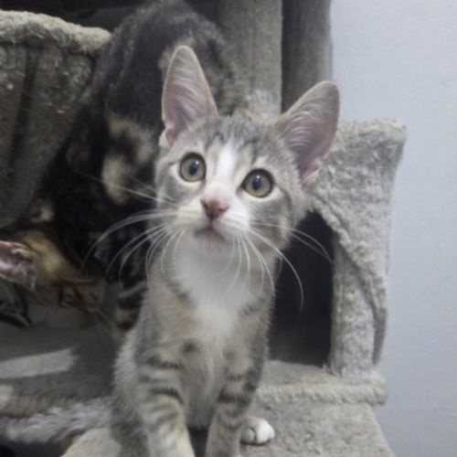 Iris - Domestic Short Hair (DSH) Cat