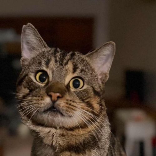 Carport Gary - Domestic Short Hair (DSH) Cat