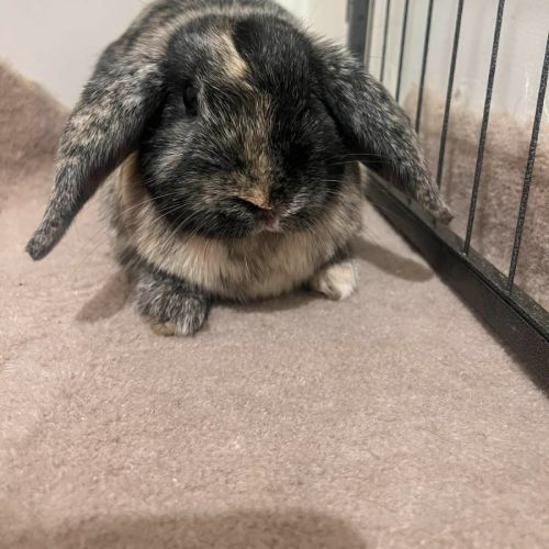 Omari - Harlequin Rabbit