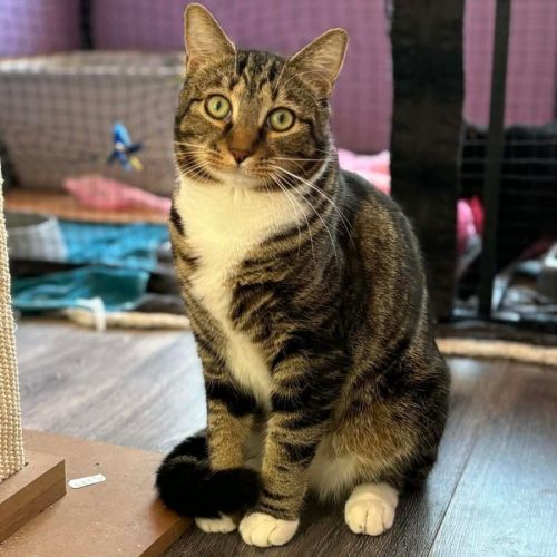 12433 - Parker - Domestic Short Hair (DSH) Cat