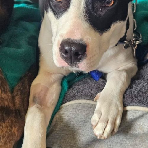 Tyler - Mixed breed Dog