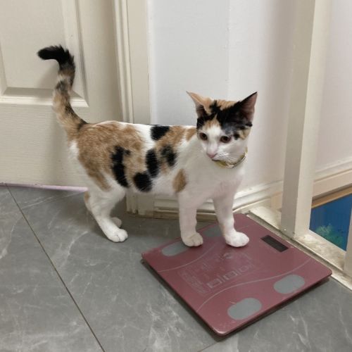 Mandy - Domestic Short Hair (DSH) Cat