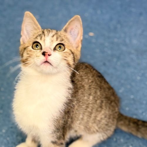 Francesca  - Domestic Short Hair (DSH) Cat