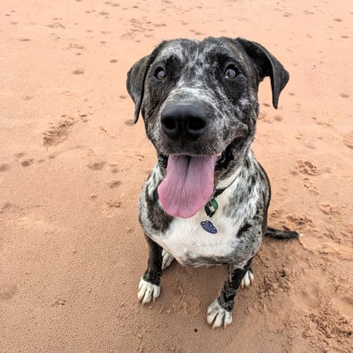 Cookie - Mixed breed Dog