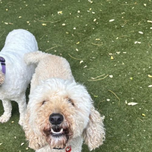 Winnie Firebrace - Poodle x Cocker Spaniel Dog