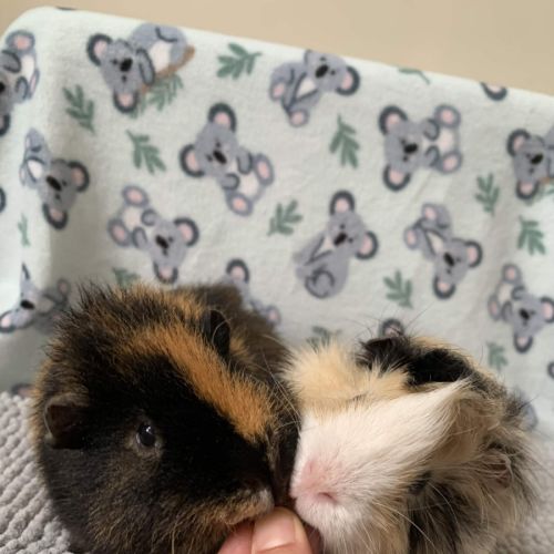 Hamlet and Horatio - Rex x Abyssinian Guinea Pig
