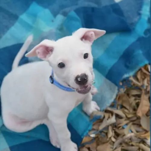 Mateo - American Staffordshire Terrier Dog