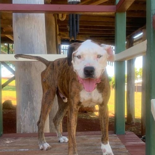 Toby - American Staffordshire Terrier Dog