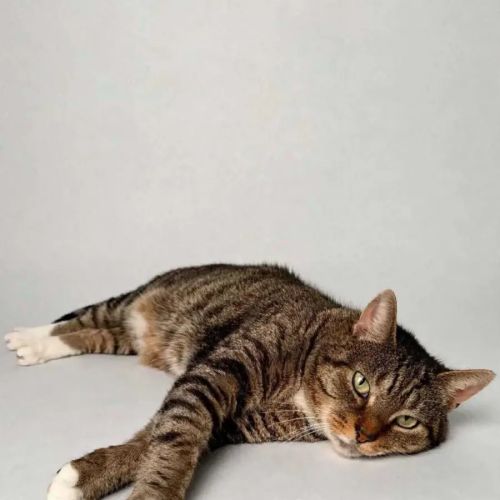 Tom - Domestic Short Hair (DSH) Cat