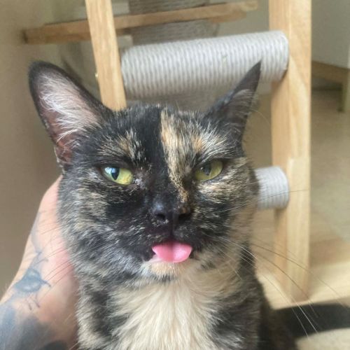 Chirp-Side Park Shopping Centre - Domestic Short Hair (DSH) Cat