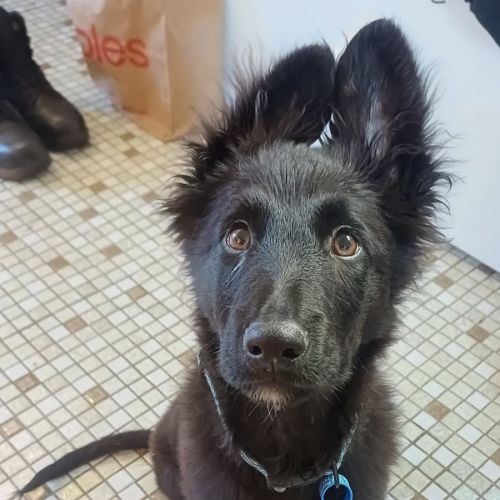 Dusty - German Shepherd Dog x Border Collie Dog