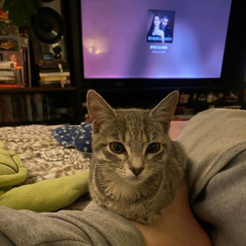 Pepper  - Domestic Short Hair (DSH) Cat