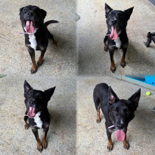 Tilly - Australian Kelpie Dog