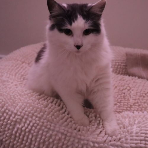 $100 Athena - Domestic Medium Hair (DMH) Cat