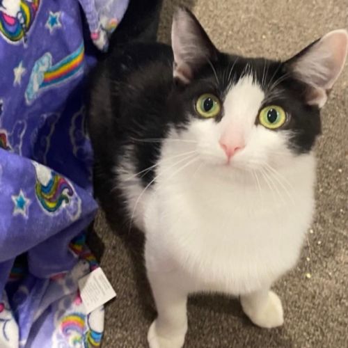 Lucy  - Domestic Short Hair (DSH) Cat