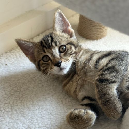 Nike - Domestic Short Hair (DSH) Cat