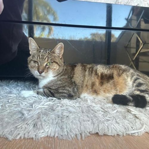 Herbie - Domestic Short Hair (DSH) Cat