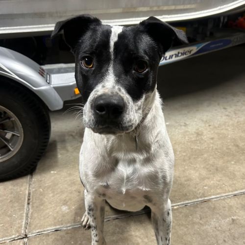 Loki - Assisted Rehome 🎾 - Australian Cattle Dog x Bull Arab Dog