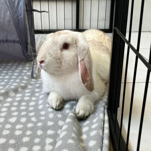 Captain Snowpants - Bunny Rabbit