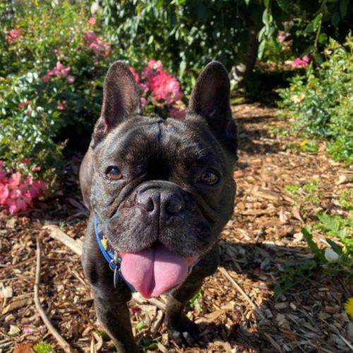 Vintage Wensleydale - French Bulldog