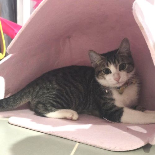 Hunter - Domestic Short Hair (DSH) Cat