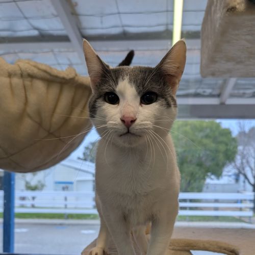 Harry - Dsh Cat