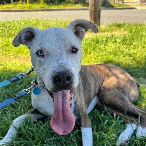 Loki - American Staffordshire Terrier Dog