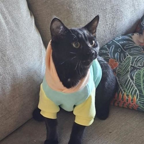 Alfonso - Domestic Short Hair (DSH) Cat