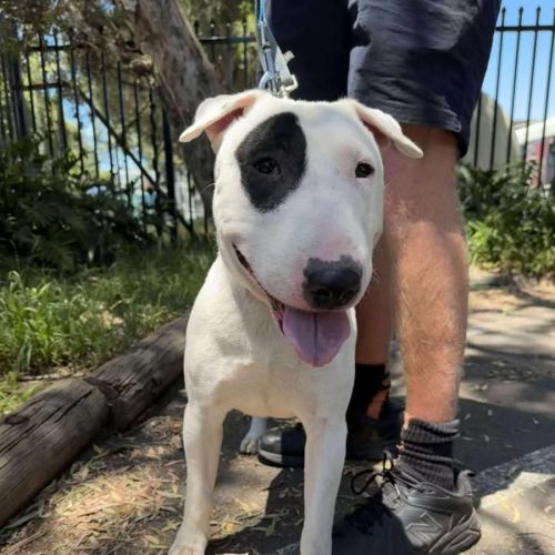 Snoopy - Bull Terrier Dog