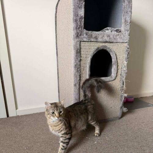 Tango - Domestic Short Hair (DSH) Cat