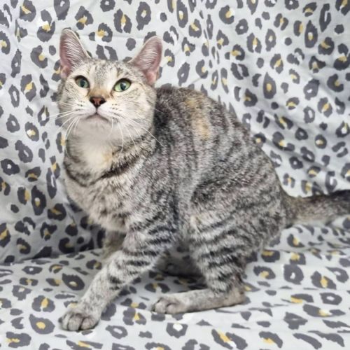 Oceania - Domestic Short Hair (DSH) Cat
