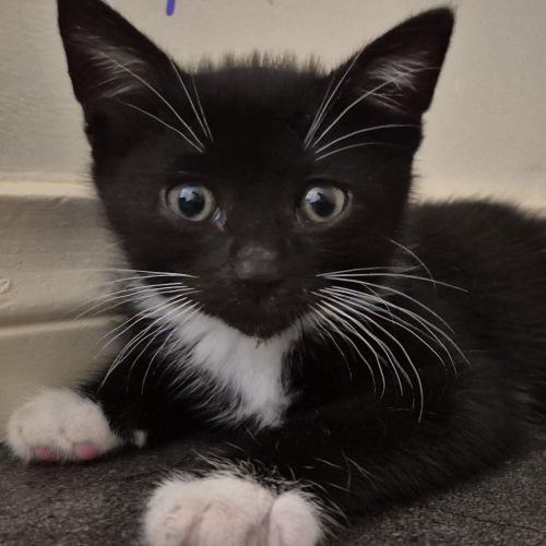 Arwen - Domestic Short Hair (DSH) Cat