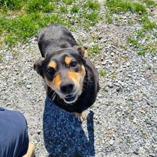 Milly - Australian Kelpie Dog