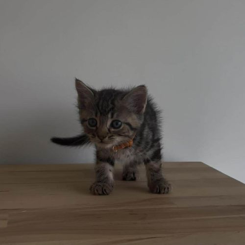 Cheddar - Domestic Short Hair (DSH) Cat