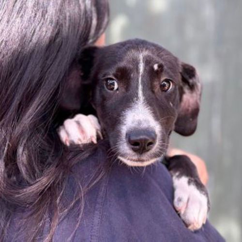 Roo - Border Collie x Kelpie Dog