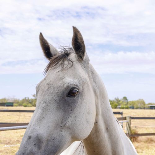 Barry - Thoroughbred Horse