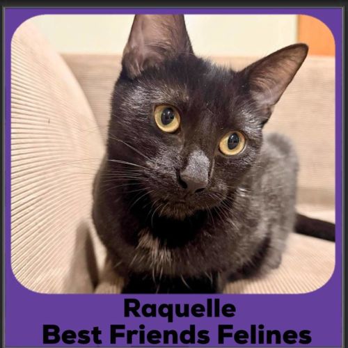 Raquelle  - Domestic Short Hair (DSH) Cat