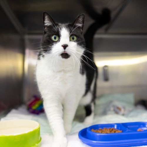 Tiddles - Domestic Short Hair Cat