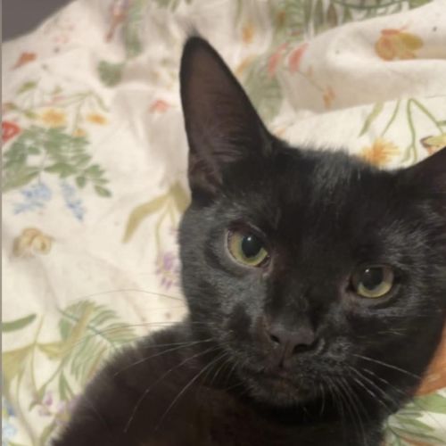 Phantom  - Domestic Short Hair (DSH) Cat