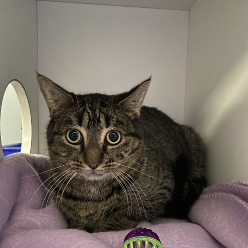 Hamilton  - Domestic Short Hair Cat
