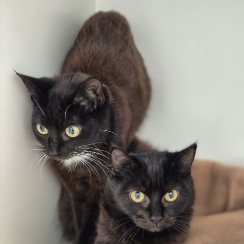 Candy - Domestic Short Hair Cat