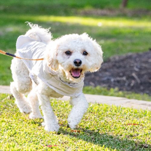 Tigger - Shih Tzu x Maltese Dog