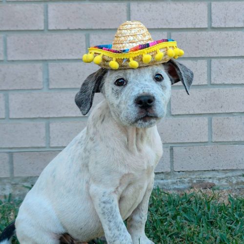 Burrito - Bull Arab Dog